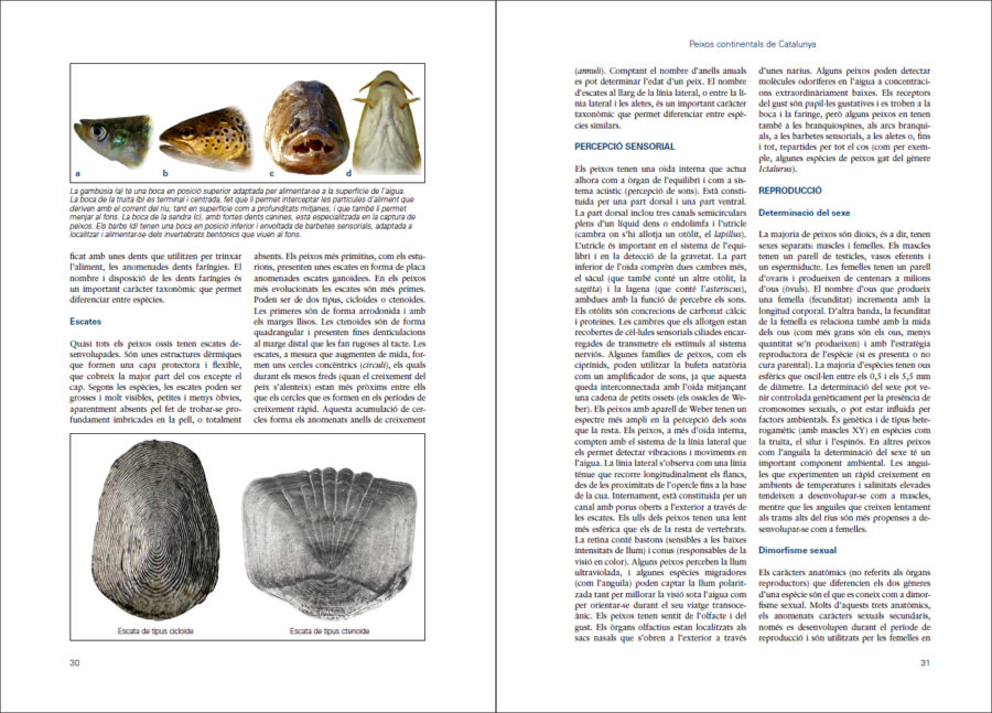 Página de muestra de Peixos continentals de Catalunya